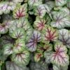 Heuchera 'Green Spice' -plant store pl2000010734