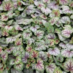 Heuchera 'Green Spice' -plant store pl2000010734 card2 lg