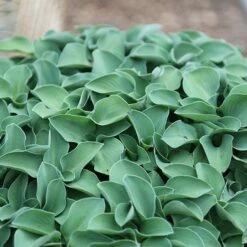 Hosta 'Blue Mouse Ears' 9 Hosta 'Blue Mouse Ears' -plant store pl2000010754 card3 lg