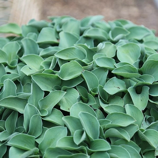 Hosta 'Blue Mouse Ears' 5 Hosta 'Blue Mouse Ears' - Image 3