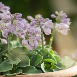 Hosta 'Blue Mouse Ears' 11 Hosta 'Blue Mouse Ears' -plant store pl2000010754 card5 lg