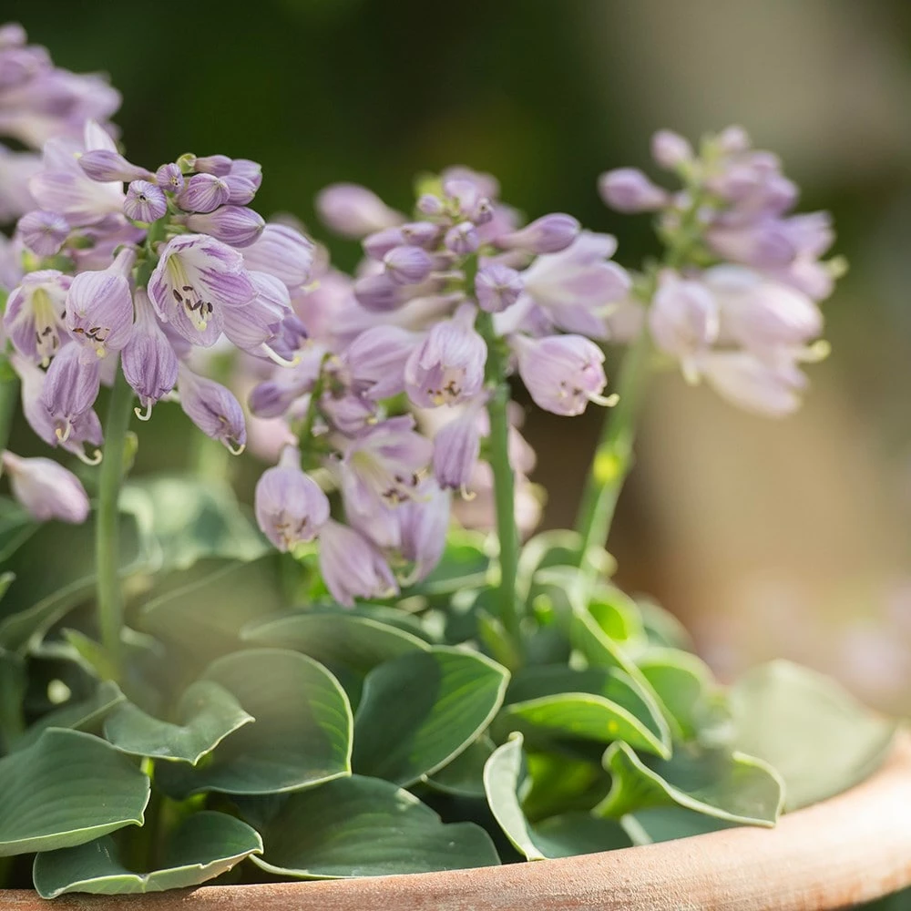 Hosta 'Blue Mouse Ears' 7 Hosta 'Blue Mouse Ears' - Image 5