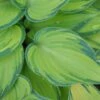 Hosta (Tardiana Group) 'June' 1 Hosta (Tardiana Group) 'June' -plant store pl2000010755