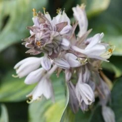 Hosta (Tardiana Group) 'June' -plant store pl2000010755 card3 lg