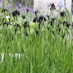 Iris Chrysographes 'black-flowered'