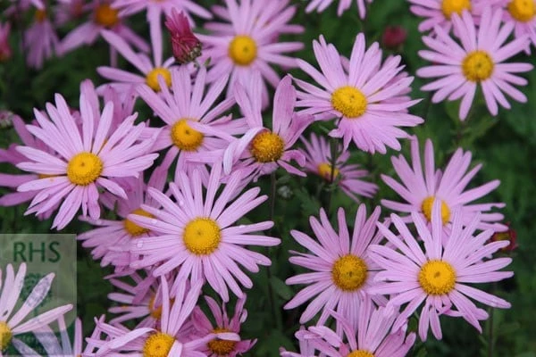 Chrysanthemum 'Clara Curtis' 4 Chrysanthemum 'Clara Curtis' - Image 2