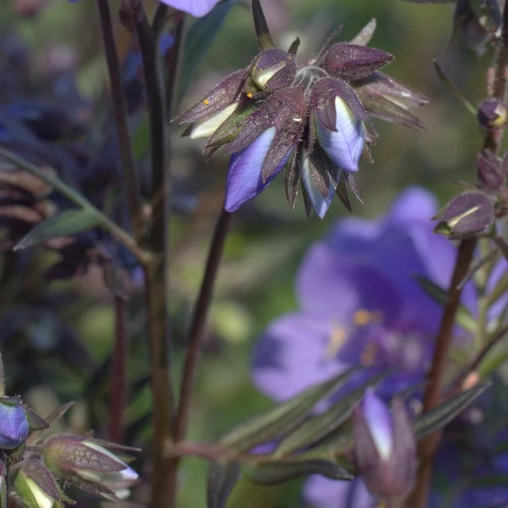 Polemonium Yezoense Var. Hidakanum Bressingham Purple ('Polbress') 4 Polemonium Yezoense Var. Hidakanum Bressingham Purple ('Polbress') - Image 2