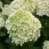 Hydrangea Paniculata 'Limelight' (PBR) 1 Hydrangea Paniculata 'Limelight' (PBR) -plant store pl2000011169