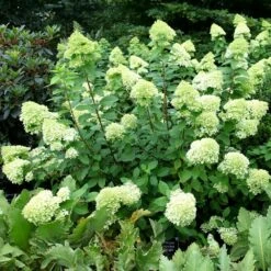 Hydrangea Paniculata 'Limelight' (PBR) 10 Hydrangea Paniculata 'Limelight' (PBR) -plant store pl2000011169 card2 lg