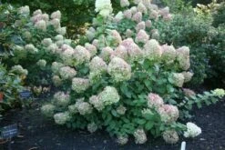 Hydrangea Paniculata 'Limelight' (PBR) 12 Hydrangea Paniculata 'Limelight' (PBR) -plant store pl2000011169 card4 lg