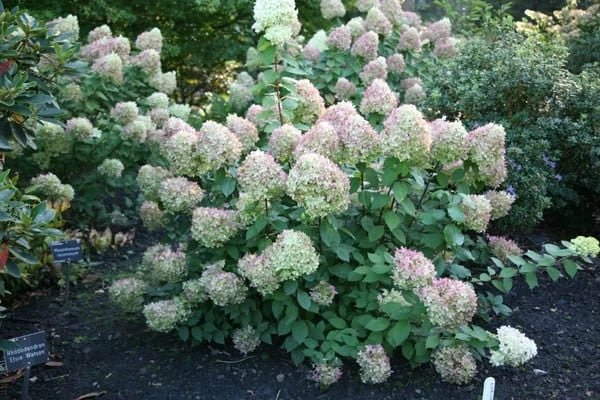 Hydrangea Paniculata 'Limelight' (PBR) 6 Hydrangea Paniculata 'Limelight' (PBR) - Image 4