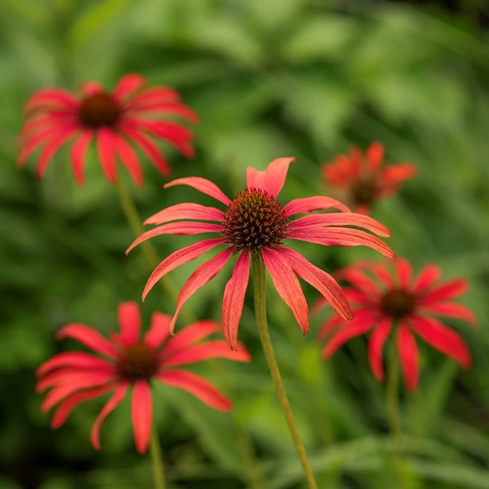 Echinacea 'Tomato Soup' (PBR) 4 Echinacea 'Tomato Soup' (PBR) - Image 2