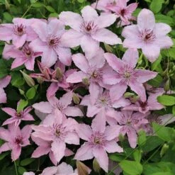 Clematis 'Hagley Hybrid'