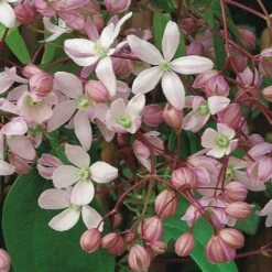 Clematis 'Hendersonii Rubra' 7 Clematis 'Hendersonii Rubra' -plant store pl2000011598 card2 lg