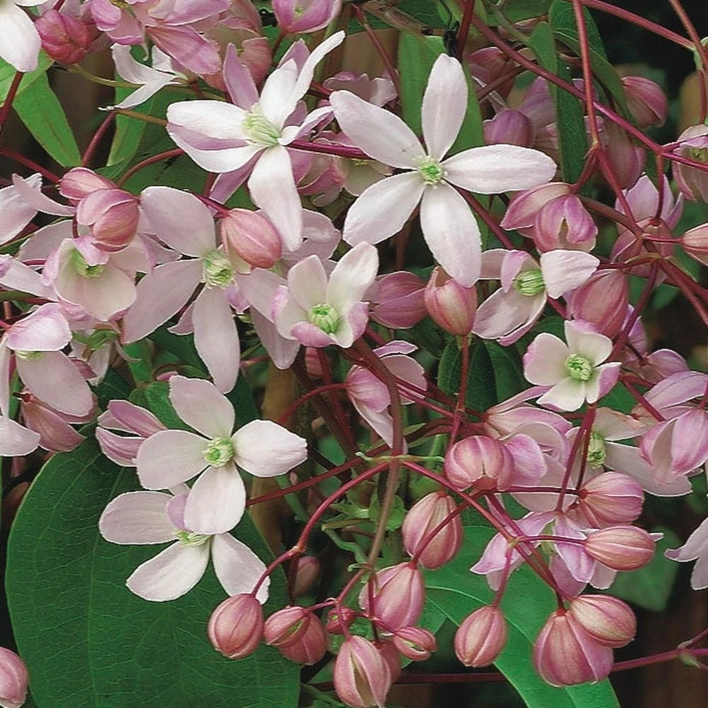 Clematis 'Hendersonii Rubra' 4 Clematis 'Hendersonii Rubra' - Image 2