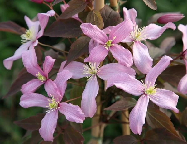 Clematis 'Warwickshire Rose' 4 Clematis 'Warwickshire Rose' - Image 2