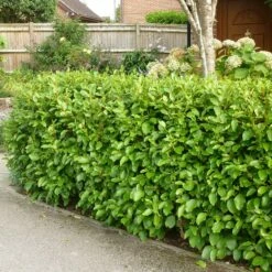 Griselinia Littoralis