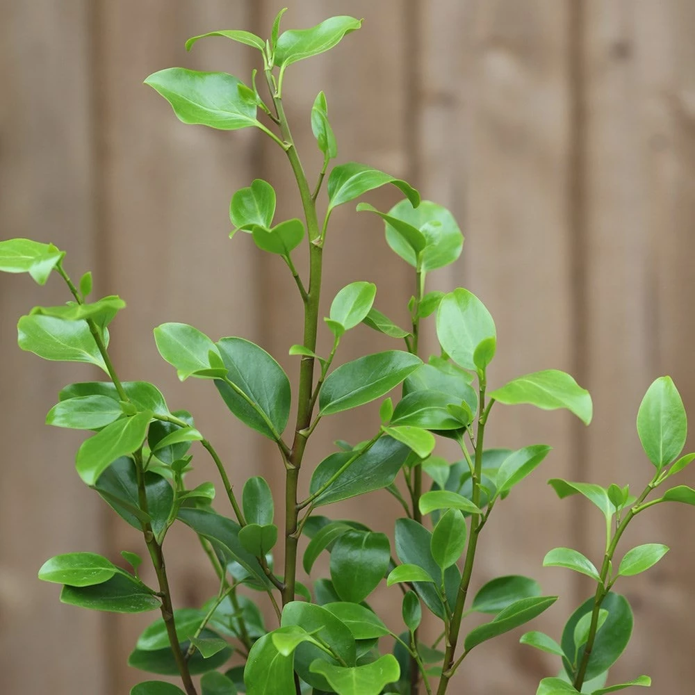 Griselinia Littoralis 3 Griselinia Littoralis - Image 2