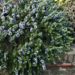 Rosmarinus Officinalis 'Prostratus Group'