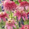 Echinacea Purpurea 'Pink Double Delight' (PBR) (Cone-fections Series) -plant store pl2000012332