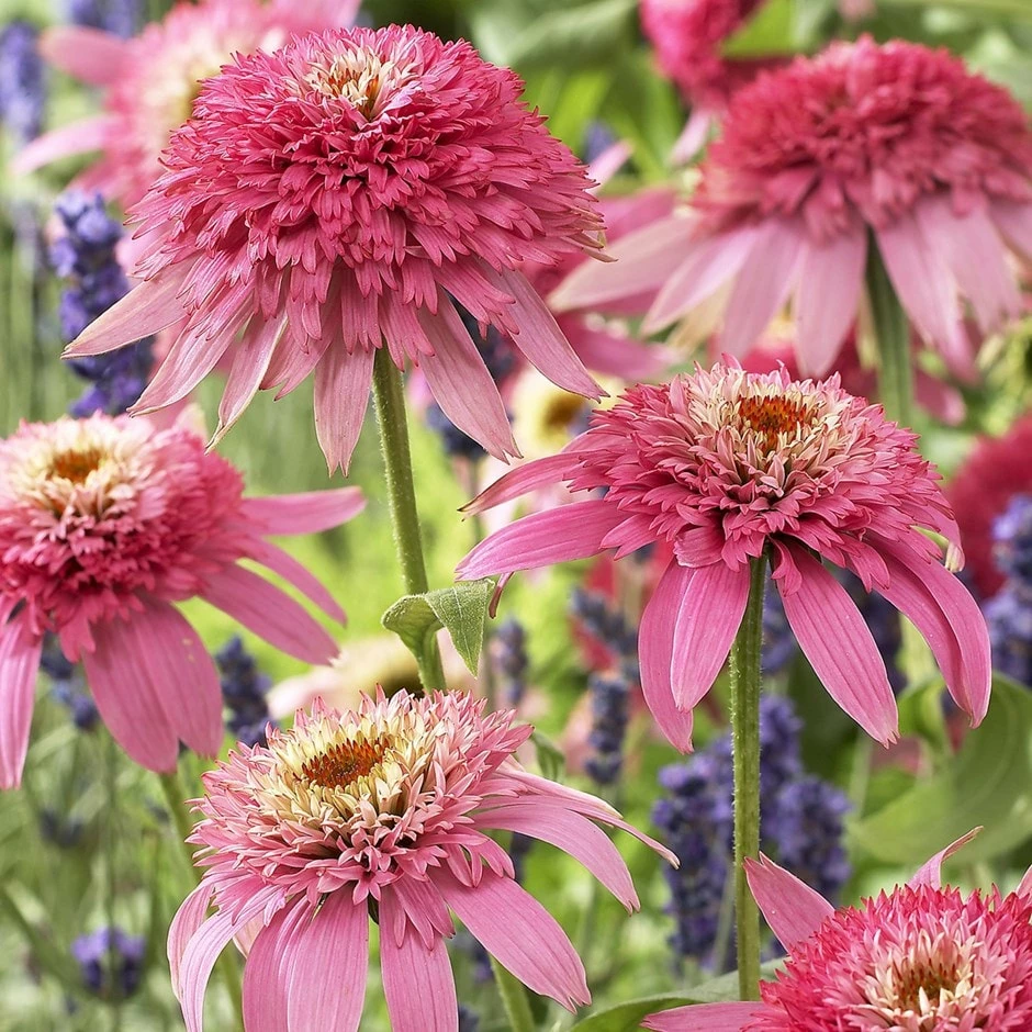 Echinacea Purpurea 'Pink Double Delight' (PBR) (Cone-fections Series) 3 Echinacea Purpurea 'Pink Double Delight' (PBR) (Cone-fections Series)