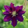 Clematis 'The Vagabond' 2 Clematis 'The Vagabond' -plant store pl2000012359