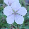 Geranium Clarkei 'Kashmir White' 2 Geranium Clarkei 'Kashmir White' -plant store pl2000012366