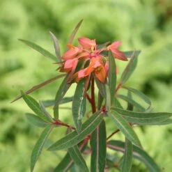 Euphorbia Griffithii 'Fireglow' -plant store pl2000012387 card3 lg