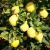 Quince 'Vranja' 1 Quince 'Vranja' -plant store pl2000012513