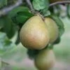 Pear 'Beurré Hardy' -plant store pl2000012514