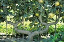 Pear 'Beurré Hardy' 5 Pear 'Beurré Hardy' -plant store pl2000012514 card2 lg