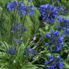 Agapanthus 'Midnight Star'