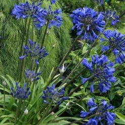 Agapanthus 'Midnight Star'