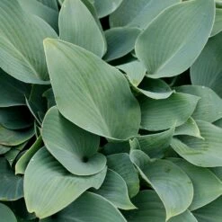 Hosta (Tardiana Group) 'Halcyon'