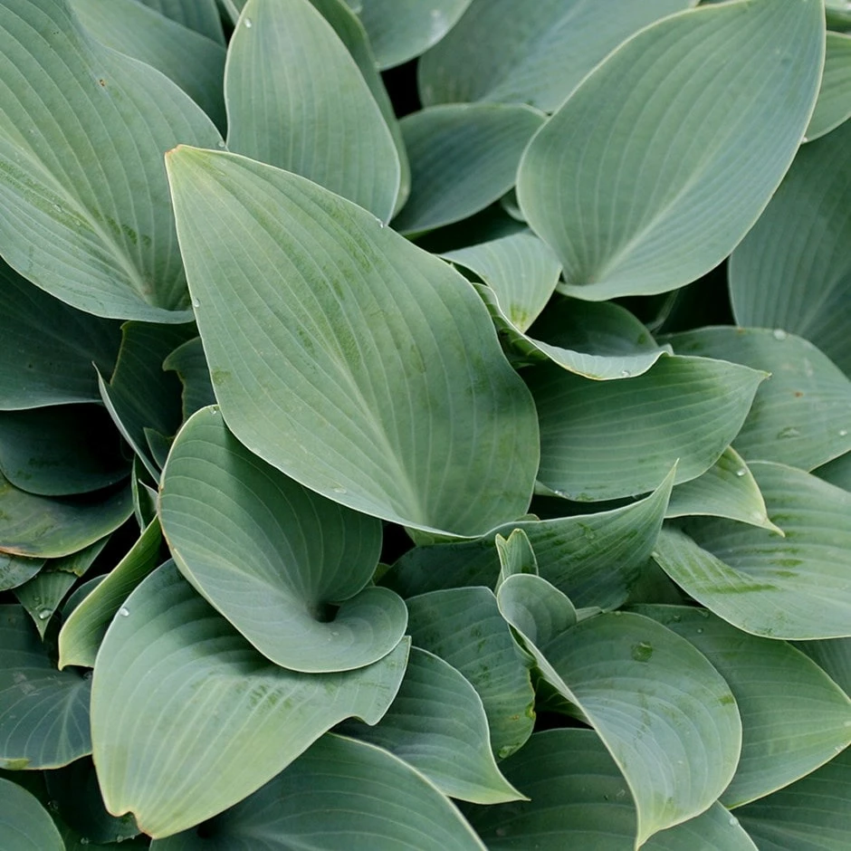 Hosta (Tardiana Group) 'Halcyon' 3 Hosta (Tardiana Group) 'Halcyon'