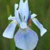 Iris 'Perry's Blue' -plant store pl2000012648