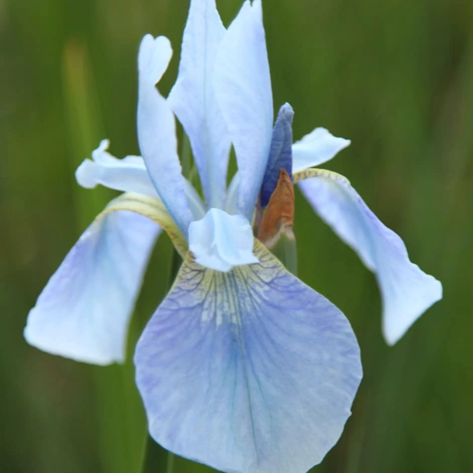 Iris 'Perry's Blue' 3 Iris 'Perry's Blue'