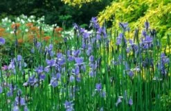 Iris 'Perry's Blue' 5 Iris 'Perry's Blue' -plant store pl2000012648 card2 lg