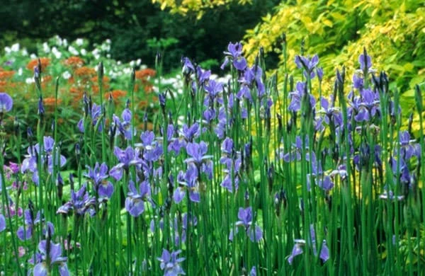 Iris 'Perry's Blue' 4 Iris 'Perry's Blue' - Image 2