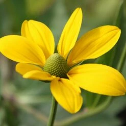 Rudbeckia Laciniata 'Herbstsonne'