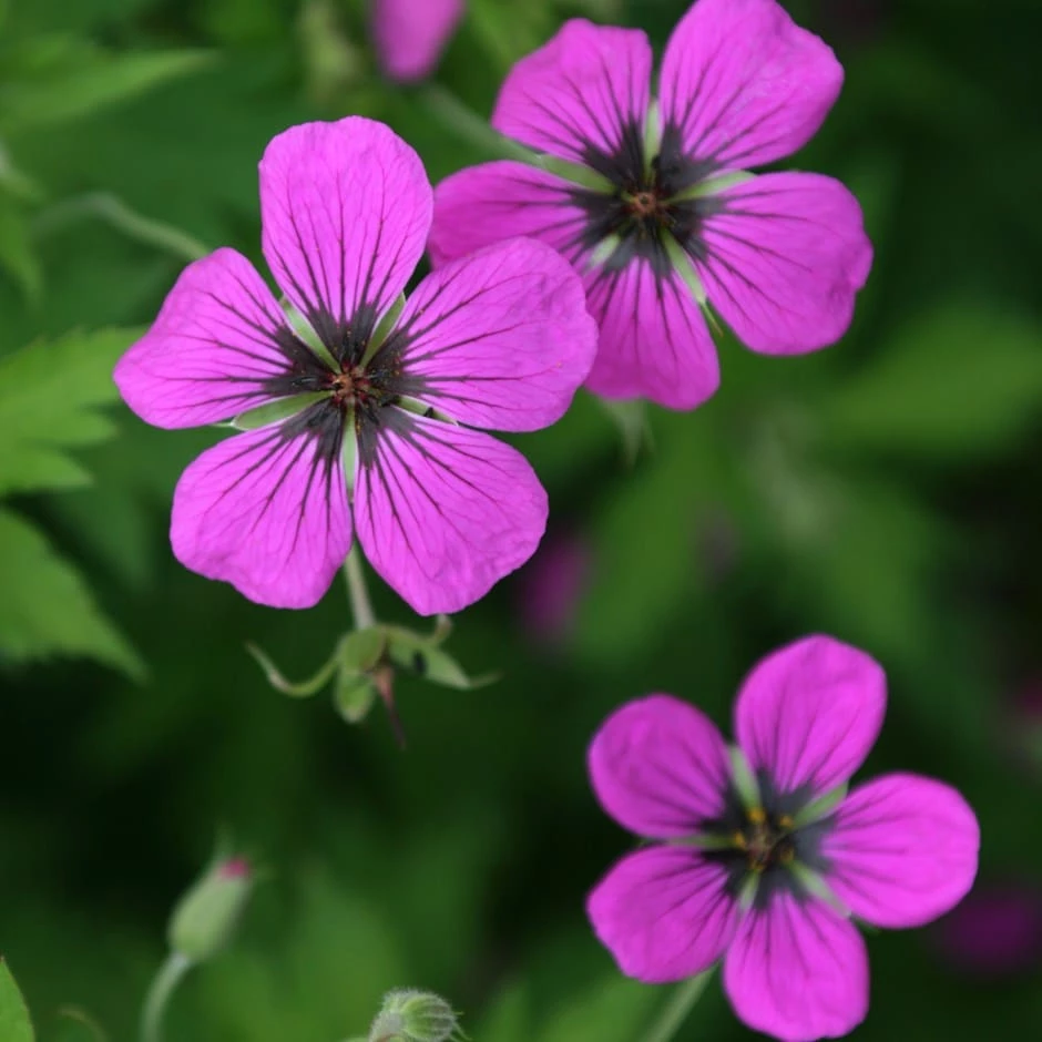 Geranium Psilostemon 3 Geranium Psilostemon