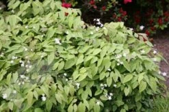 Epimedium × Youngianum 'Niveum' -plant store pl2000012677 card4 lg