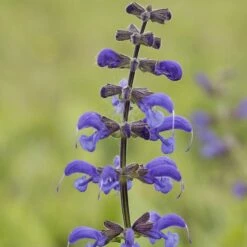 Salvia Pratensis