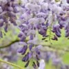 Wisteria Sinensis 'Amethyst' -plant store pl2000012703