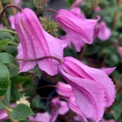 Clematis 'Alionushka'