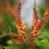 Mahonia Nitens 'Cabaret' (PBR) -plant store pl2000012848