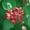 Japanese Wineberry 1 Japanese Wineberry -plant store pl2000012851