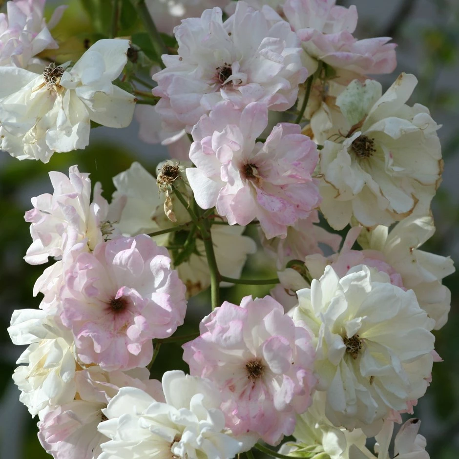 Rosa 'Phyllis Bide' 3 Rosa 'Phyllis Bide'