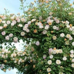 Rosa 'Phyllis Bide' 9 Rosa 'Phyllis Bide' -plant store pl2000012865 card4 lg