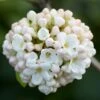 Viburnum × Carlcephalum -plant store pl2000012913